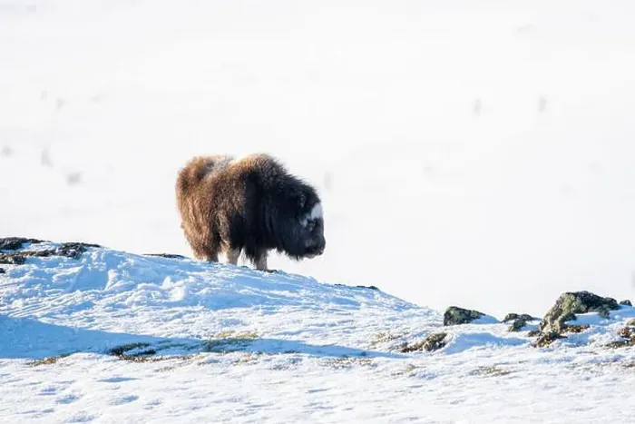 Framed Print : Beautiful portrait of a baby musk ox with the first rays of sunset sun in a majestic and idyllic landscape in Norway Framed Print : Beautiful portrait of a baby musk ox with the first rays of sunset sun in a majestic and idyllic landscape in Norway
