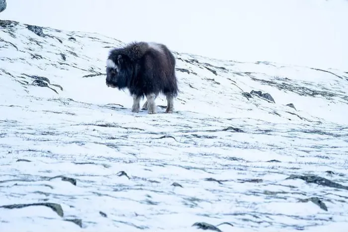 Framed Print : Beautiful portrait of a baby musk ox walks through the snow looking for something to eat among stones Framed Print : Beautiful portrait of a baby musk ox walks through the snow looking for something to eat among stones