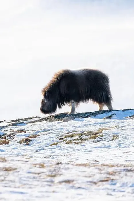 Framed Print : Beautiful portrait of a baby musk ox walks through the snow looking for something to eat among stones Framed Print : Beautiful portrait of a baby musk ox walks through the snow looking for something to eat among stones