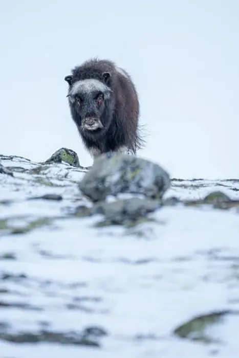 Framed Print : Beautiful portrait of a baby musk ox walks through the snow looking for something to eat among stones Framed Print : Beautiful portrait of a baby musk ox walks through the snow looking for something to eat among stones