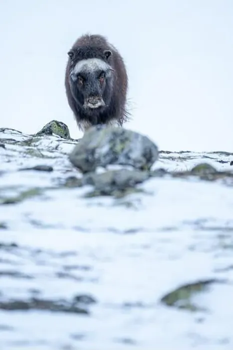 Framed Print : Beautiful portrait of a baby musk ox walks through the snow looking for something to eat among stones Framed Print : Beautiful portrait of a baby musk ox walks through the snow looking for something to eat among stones
