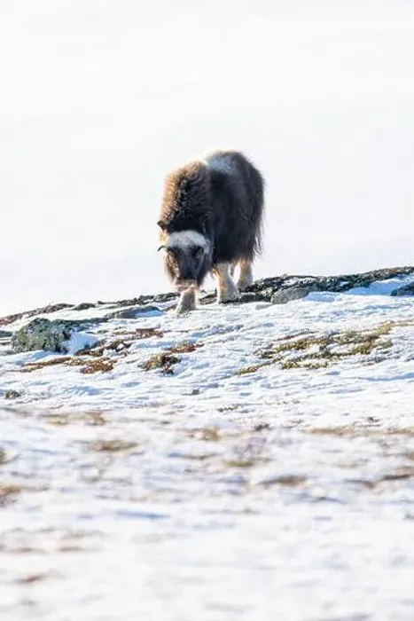 Framed Print : Beautiful portrait of a baby musk ox walks through the snow looking for something to eat among stones Framed Print : Beautiful portrait of a baby musk ox walks through the snow looking for something to eat among stones