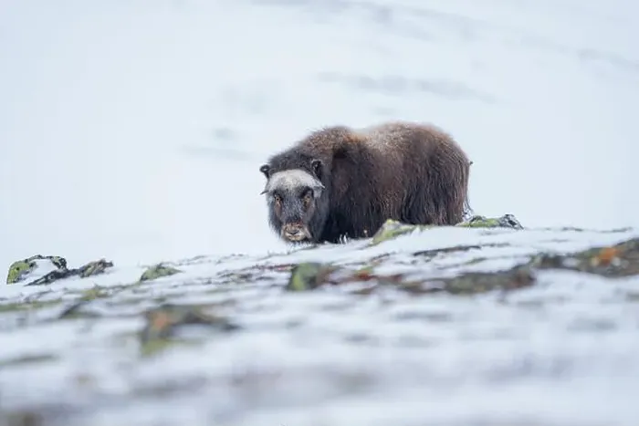 Framed Print : Beautiful portrait of a baby musk ox walks through the snow looking for something to eat among stones Framed Print : Beautiful portrait of a baby musk ox walks through the snow looking for something to eat among stones