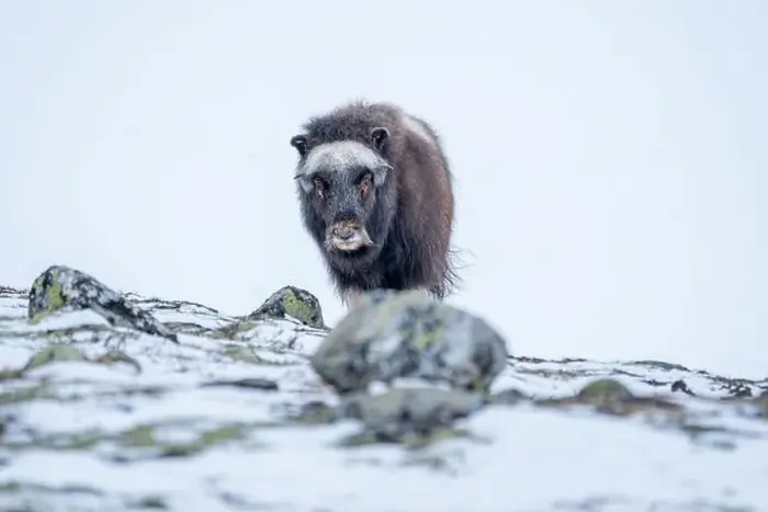 Framed Print : Beautiful portrait of a baby musk ox walks through the snow looking for something to eat among stones Framed Print : Beautiful portrait of a baby musk ox walks through the snow looking for something to eat among stones