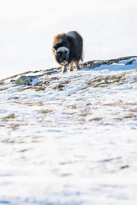Framed Print : Beautiful portrait of a baby musk ox walks through the snow looking for something to eat among stones Framed Print : Beautiful portrait of a baby musk ox walks through the snow looking for something to eat among stones