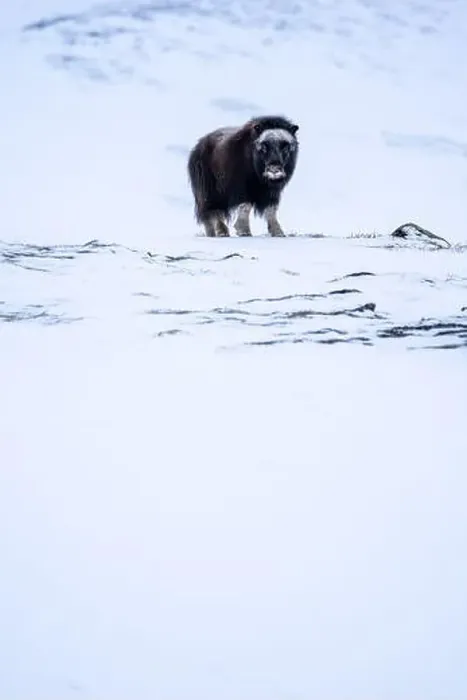 Framed Print : Beautiful portrait of a baby musk ox walks through the snow looking for something to eat among stones Framed Print : Beautiful portrait of a baby musk ox walks through the snow looking for something to eat among stones