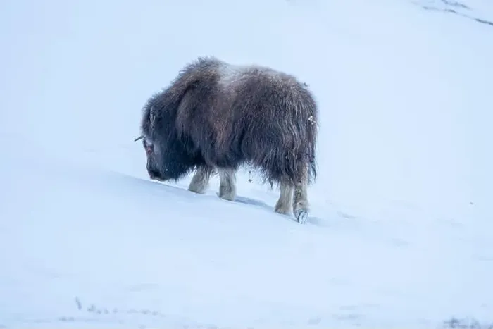 Framed Print : Beautiful portrait of a baby musk ox walks through the snow looking for something to eat among stones Framed Print : Beautiful portrait of a baby musk ox walks through the snow looking for something to eat among stones