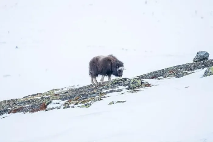 Framed Print : Beautiful portrait of a baby musk ox walks through the snow looking for something to eat among stones Framed Print : Beautiful portrait of a baby musk ox walks through the snow looking for something to eat among stones