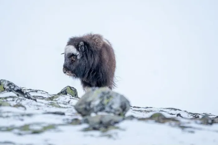 Framed Print : Beautiful portrait of a baby musk ox walks through the snow looking for something to eat among stones Framed Print : Beautiful portrait of a baby musk ox walks through the snow looking for something to eat among stones