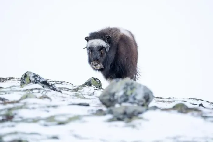 Framed Print : Beautiful portrait of a baby musk ox walks through the snow looking for something to eat among stones Framed Print : Beautiful portrait of a baby musk ox walks through the snow looking for something to eat among stones