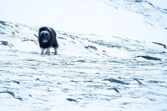Framed Print : Beautiful portrait of a baby musk ox walks through the snow looking for something to eat among stones Framed Print : Beautiful portrait of a baby musk ox walks through the snow looking for something to eat among stones