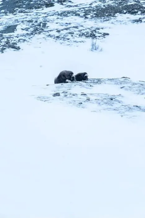 Framed Print : Beautiful portrait of a baby muskox and its mother in a blizzard in a snowy landscape between mountains in Norway Framed Print : Beautiful portrait of a baby muskox and its mother in a blizzard in a snowy landscape between mountains in Norway