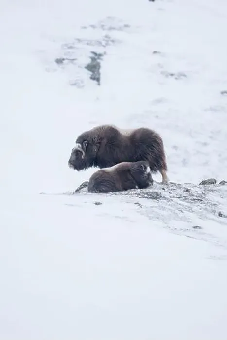 Framed Print : Beautiful portrait of a baby muskox and its mother in a blizzard in a snowy landscape between mountains in Norway Framed Print : Beautiful portrait of a baby muskox and its mother in a blizzard in a snowy landscape between mountains in Norway