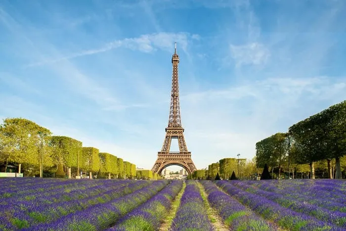 Framed Print : Beautiful purple lavender filed with Eiffel tower in background in Paris, France. Eiffel tower in morning in Paris, France