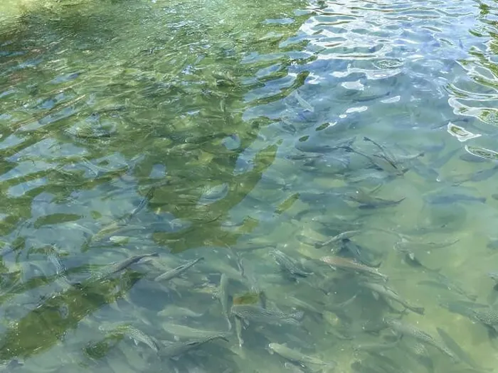 Framed Print : Beautiful rainbow trout swimming in crystal clear transparent water of a river in swat madyan chail valley, Pakistan Framed Print : Beautiful rainbow trout swimming in crystal clear transparent water of a river in swat madyan chail valley, Pakistan