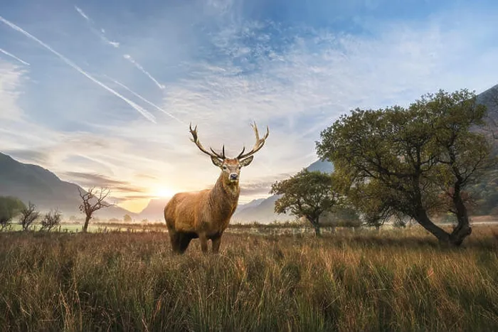 Framed Print : Beautiful red deer stag in countryside landscape scene looking out into distance concept image Framed Print : Beautiful red deer stag in countryside landscape scene looking out into distance concept image