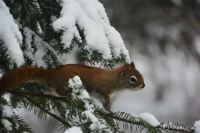 Framed Print : This beautiful red squirrel from Quebec (Tamiasciurus hudsonicus)