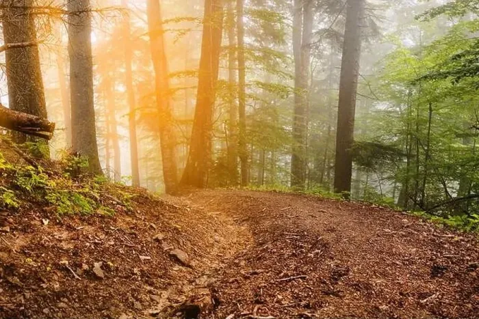 Framed Print : Beautiful road through a golden forest with fog and warm light. Old tree Framed Print : Beautiful road through a golden forest with fog and warm light. Old tree