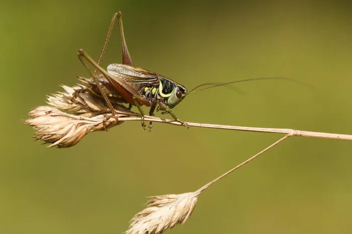 Framed Print : A beautiful Roesel's bush Cricket (Metrioptera roeselii) perched on a grass seed head Framed Print : A beautiful Roesel's bush Cricket (Metrioptera roeselii) perched on a grass seed head