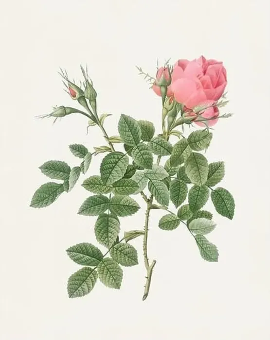 Framed Print : Beautiful Rose Flower illustration. Dwarf Four Seasons Rose Framed Print : Beautiful Rose Flower illustration. Dwarf Four Seasons Rose