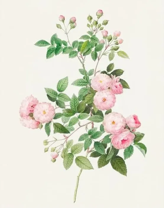 Framed Print : Beautiful Rose Flower illustration. Flesh Pink Rose Framed Print : Beautiful Rose Flower illustration. Flesh Pink Rose