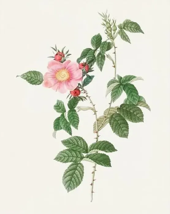 Framed Print : Beautiful Rose Flower illustration. Flowered Dog Rose Framed Print : Beautiful Rose Flower illustration. Flowered Dog Rose