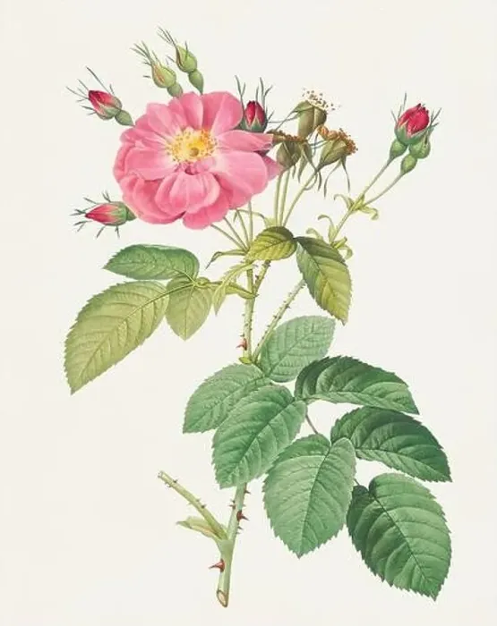 Framed Print : Beautiful Rose Flower illustration. Harsh Downy Rose-Cotton Rose Framed Print : Beautiful Rose Flower illustration. Harsh Downy Rose-Cotton Rose