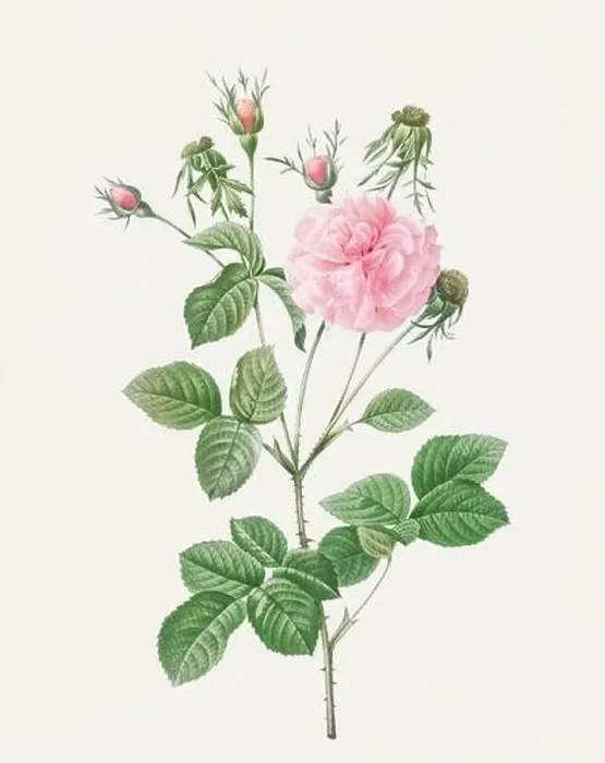 Framed Print : Beautiful Rose Flower illustration. Pink Agatha Rose Framed Print : Beautiful Rose Flower illustration. Pink Agatha Rose