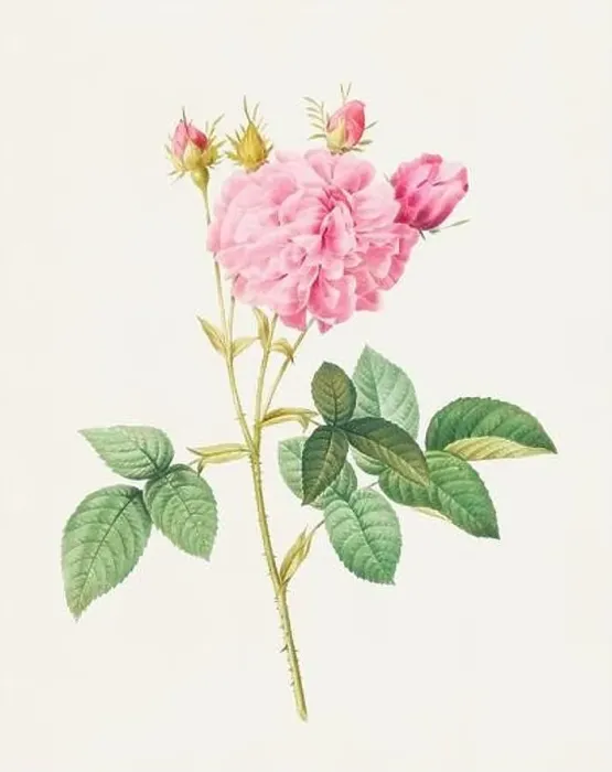 Framed Print : Beautiful Rose Flower illustration. Agatha rose Framed Print : Beautiful Rose Flower illustration. Agatha rose