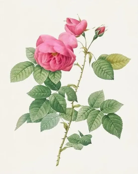 Framed Print : Beautiful Rose Flower illustration. Bourbon Rose Framed Print : Beautiful Rose Flower illustration. Bourbon Rose
