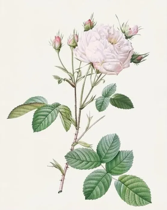 Framed Print : Beautiful Rose Flower illustration. Cabbage Rose Framed Print : Beautiful Rose Flower illustration. Cabbage Rose