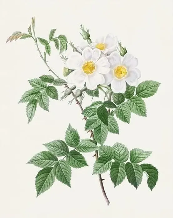 Framed Print : Beautiful Rose Flower illustration. White roses Framed Print : Beautiful Rose Flower illustration. White roses