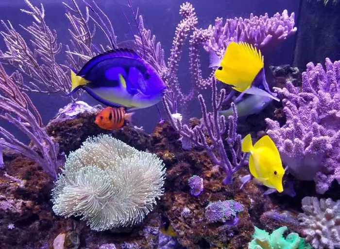 Framed Print : A beautiful saltwater fish tank with blue and yellow tang and variety of coral reef Framed Print : A beautiful saltwater fish tank with blue and yellow tang and variety of coral reef