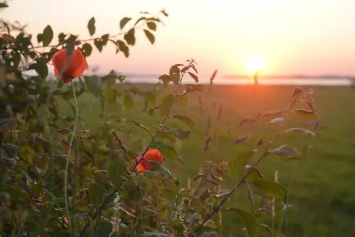 Framed Print : Beautiful scene, poppies, and landscape at the Salzhaff, baltic sea Framed Print : Beautiful scene, poppies, and landscape at the Salzhaff, baltic sea