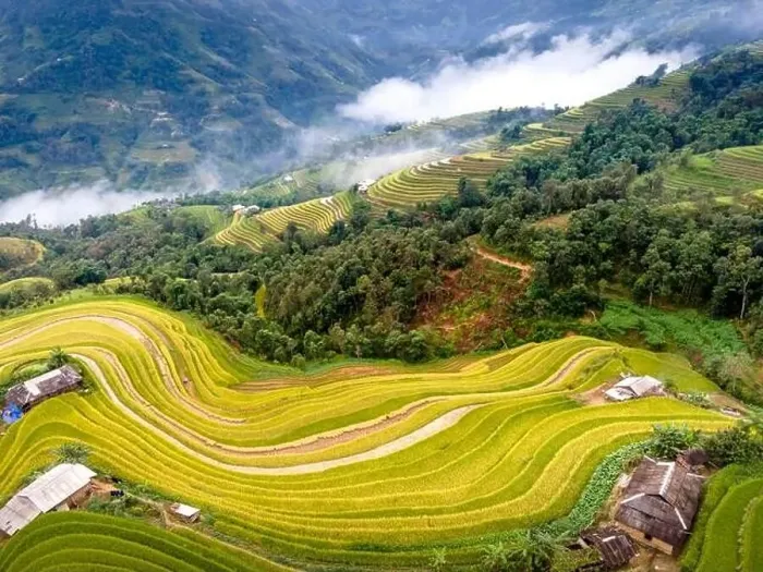 Framed Print : See the beautiful scenery of the rice terraces during the ripe rice season in Phung village Framed Print : See the beautiful scenery of the rice terraces during the ripe rice season in Phung village