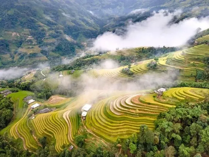 Framed Print : See the beautiful scenery of the rice terraces during the ripe rice season in Phung village Framed Print : See the beautiful scenery of the rice terraces during the ripe rice season in Phung village