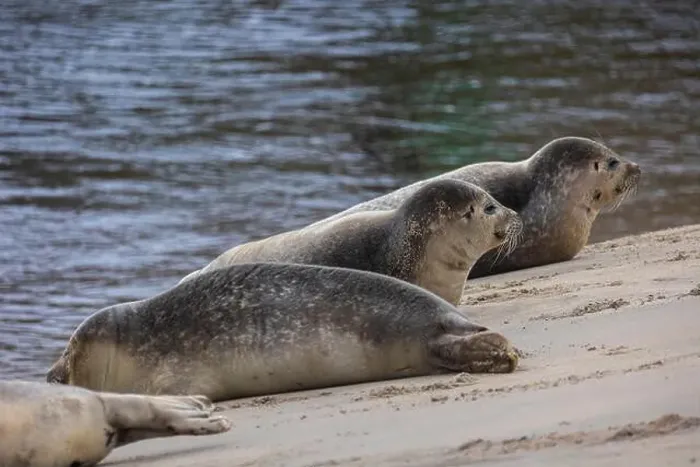 Framed Print : A beautiful seal lies on the sand Framed Print : A beautiful seal lies on the sand
