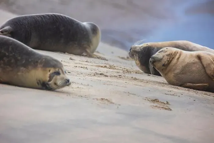 Framed Print : A beautiful seal lies on the sand Framed Print : A beautiful seal lies on the sand