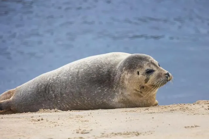 Framed Print : A beautiful seal lies on the sand Framed Print : A beautiful seal lies on the sand