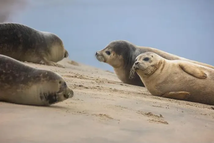 Framed Print : A beautiful seal lies on the sand Framed Print : A beautiful seal lies on the sand