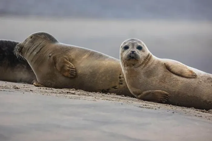 Framed Print : A beautiful seal lies on the sand Framed Print : A beautiful seal lies on the sand