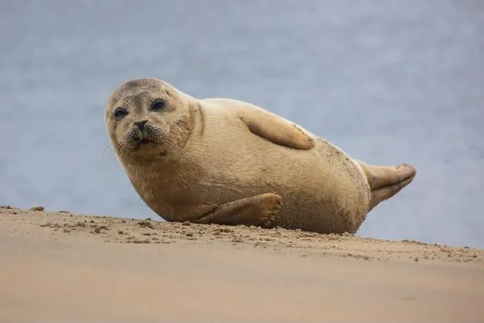 Framed Print : A beautiful seal lies on the sand Framed Print : A beautiful seal lies on the sand