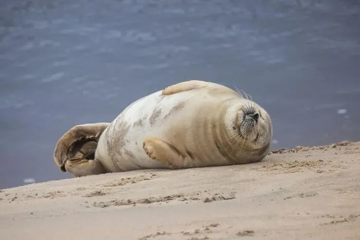 Framed Print : A beautiful seal lies on the sand Framed Print : A beautiful seal lies on the sand