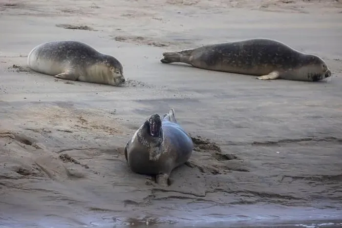 Framed Print : A beautiful seal lies on the sand Framed Print : A beautiful seal lies on the sand