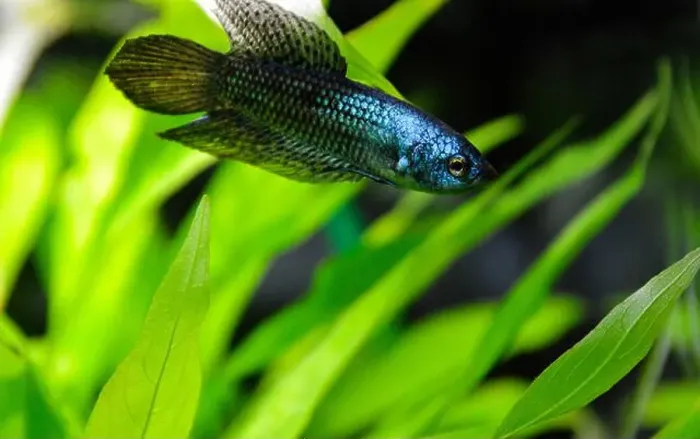 Framed Print : A beautiful siamese fighting fish or blue alien betta fish. It is a fish native to Asia, popular for aquariums Framed Print : A beautiful siamese fighting fish or blue alien betta fish. It is a fish native to Asia, popular for aquariums