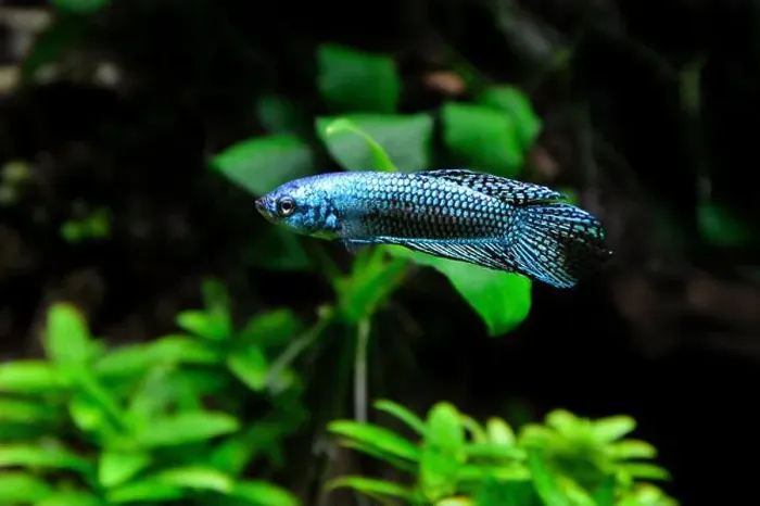 Framed Print : A beautiful siamese fighting fish or blue alien betta fish. It is a fish native to Asia, popular for aquariums Framed Print : A beautiful siamese fighting fish or blue alien betta fish. It is a fish native to Asia, popular for aquariums