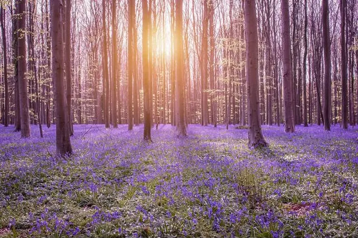 Framed Print : Beautiful spring forest with bluebells Framed Print : Beautiful spring forest with bluebells