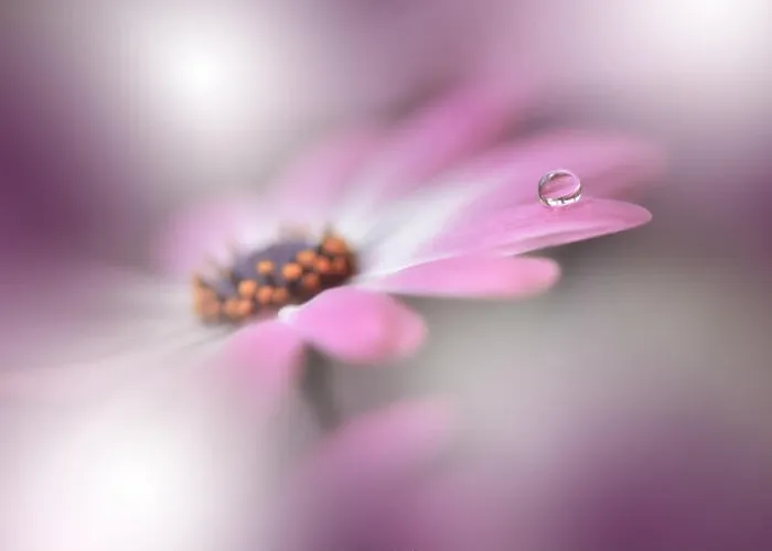 Framed Print : Beautiful Spring Nature Background and daisy.Abstract Macro Photography.Artistic closeup concept.Web Banner for design and website.Amazing Colorful Framed Print : Beautiful Spring Nature Background and daisy.Abstract Macro Photography.Artistic closeup concept.Web Banner for design and website.Amazing Colorful