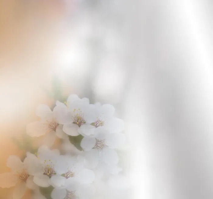 Framed Print : Beautiful spring nature blossom web banner or header. Blurred space for your text.Artistic Background.Wedding Invitation, anniversary card.Art Flowers Framed Print : Beautiful spring nature blossom web banner or header. Blurred space for your text.Artistic Background.Wedding Invitation, anniversary card.Art Flowers