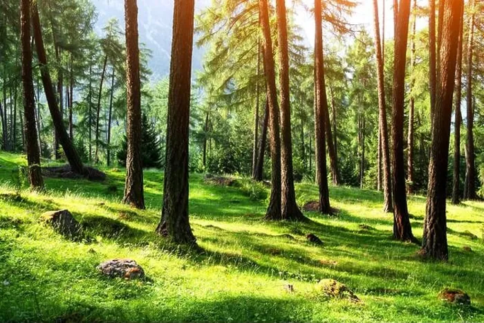 Framed Print : Beautiful summer evergreen forest with pine trees and lush grass. Nature background, landscape photography Framed Print : Beautiful summer evergreen forest with pine trees and lush grass. Nature background, landscape photography